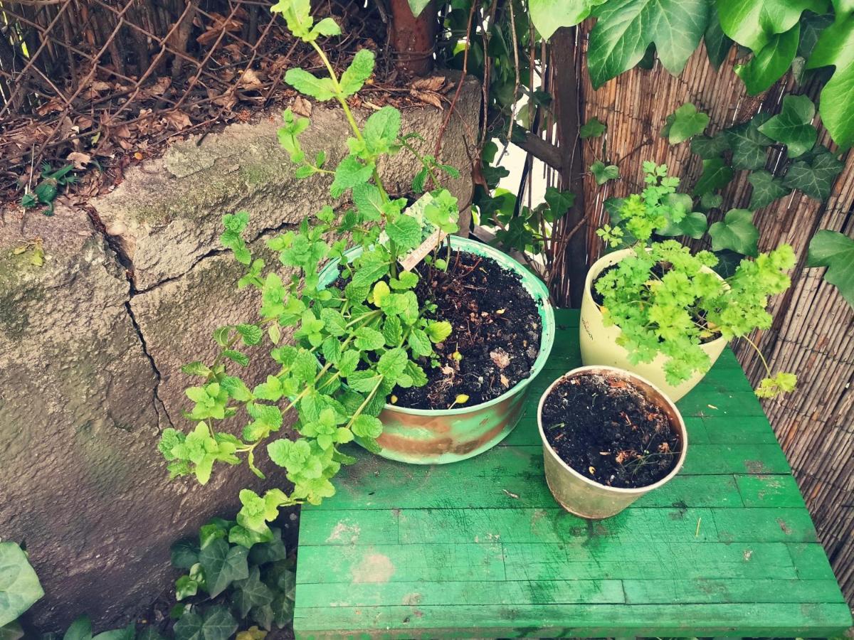 Flat In Historic Villa With Your Own Private Garden, Near City Park Budapest Ngoại thất bức ảnh